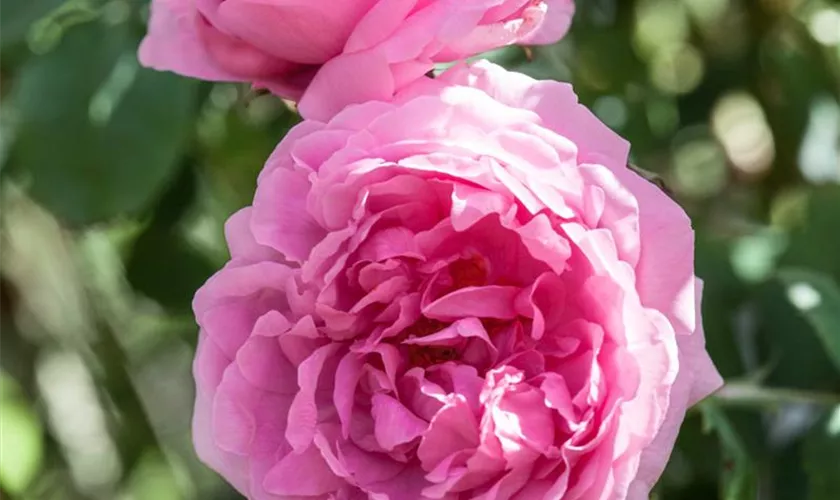 Rosa x damascena 'Comte de Chambord'