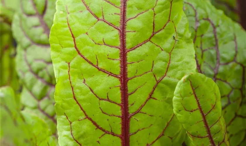 Rumex acetosella