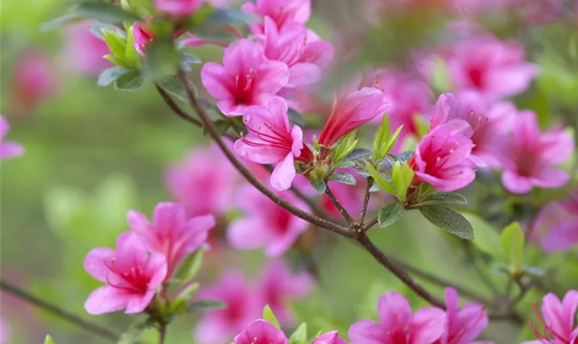 Rhododendron obtusum 'Silvester'