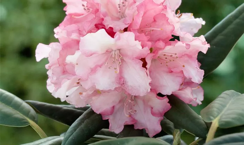 Yaku-Rhododendron 'Loreley'