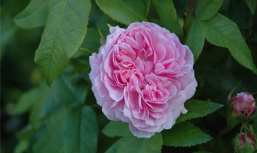 Parkrose 'Jacques Cartier'