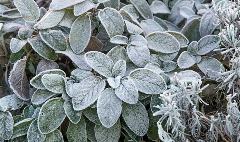 Salvia officinalis 'Crispa'