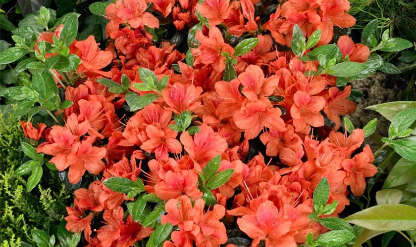 Rhododendron obtusum 'Sonja'