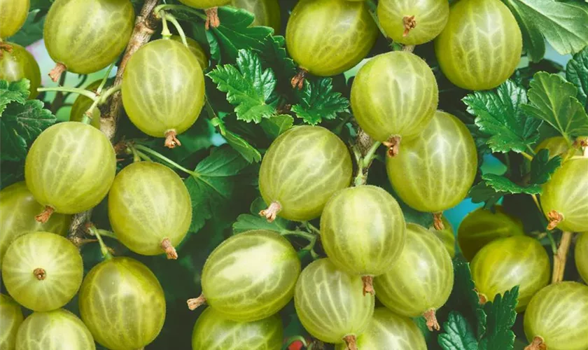 Stachelbeere 'Weiße Triumphbeere'