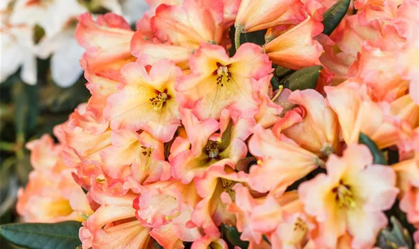 Yaku-Rhododendron 'Lullaby'