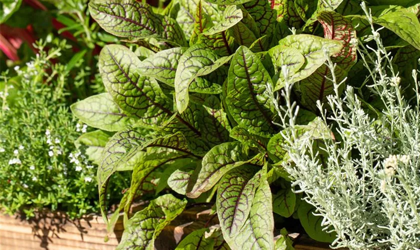 Rumex sanguineus 'Bloody Dock'