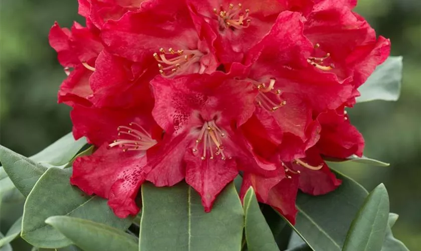 Yaku-Rhododendron 'Malaga'