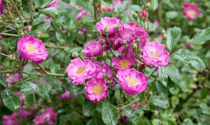 Rosa 'Lavender Dream'®, Stamm