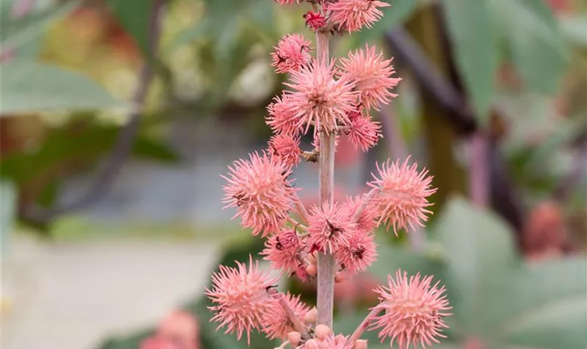 Wunderbaum 'Carmencita Rosa'