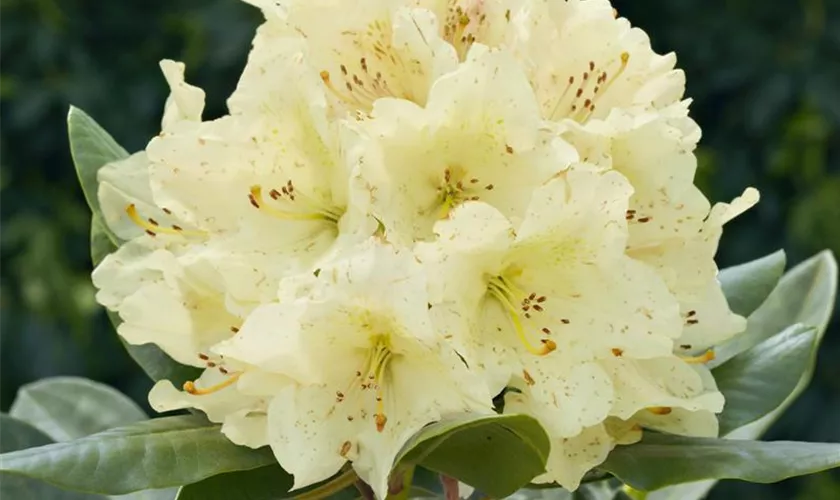 Yaku-Rhododendron 'Marietta'