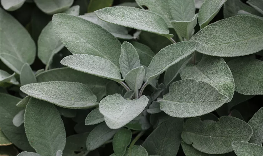 Salvia officinalis 'Maxima'