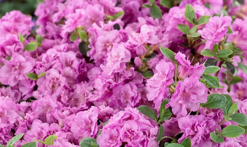 Rhododendron obtusum 'Thekla'