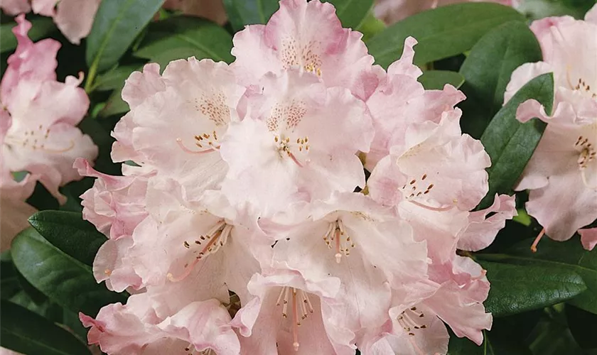 Yaku-Rhododendron 'Schlaraffia'