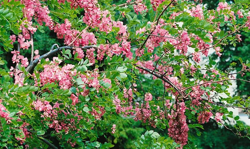 Robinia elliottii