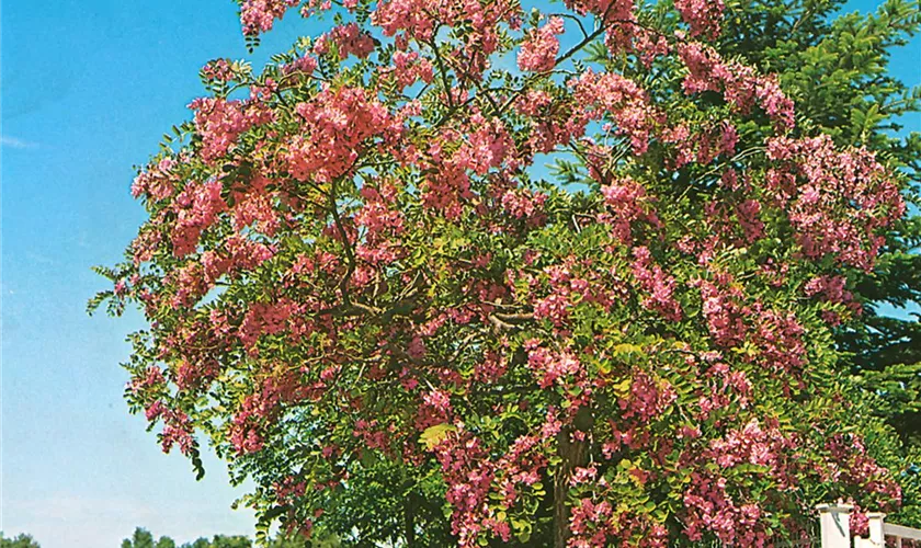 Robinia hispida 'Rosea'