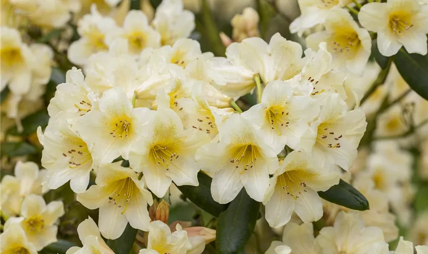 Yaku-Rhododendron 'Millenium Gold'