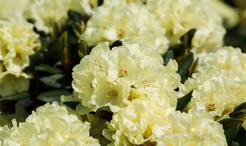 Rhododendron 'Stadt Westerstede'