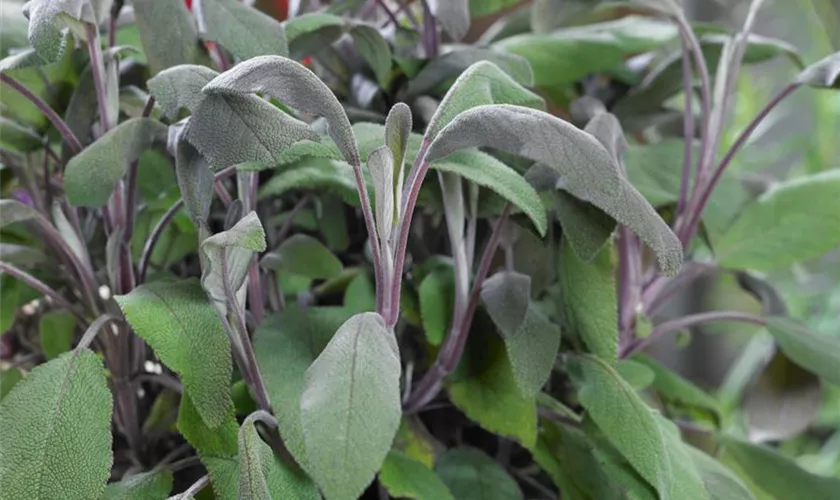 Salvia officinalis 'Purple Beauty'