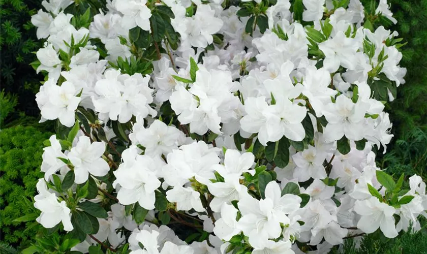 Rhododendron obtusum 'Treasure'