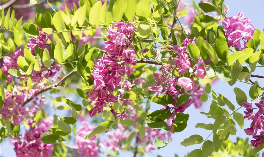 Robinia hispida 'Macrophylla'