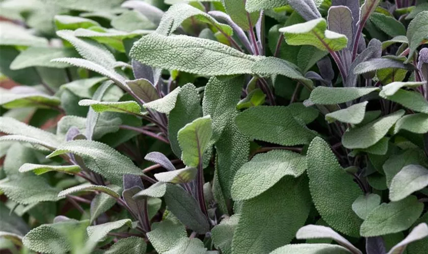 Salvia officinalis 'Purpurea'