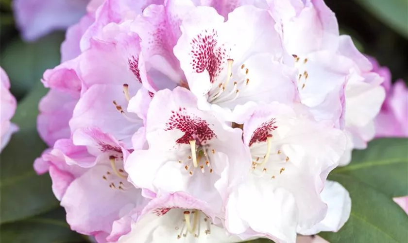 Yaku-Rhododendron 'Nicoletta'®