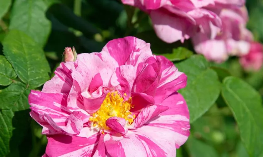 Rosa gallica 'Versicolor'