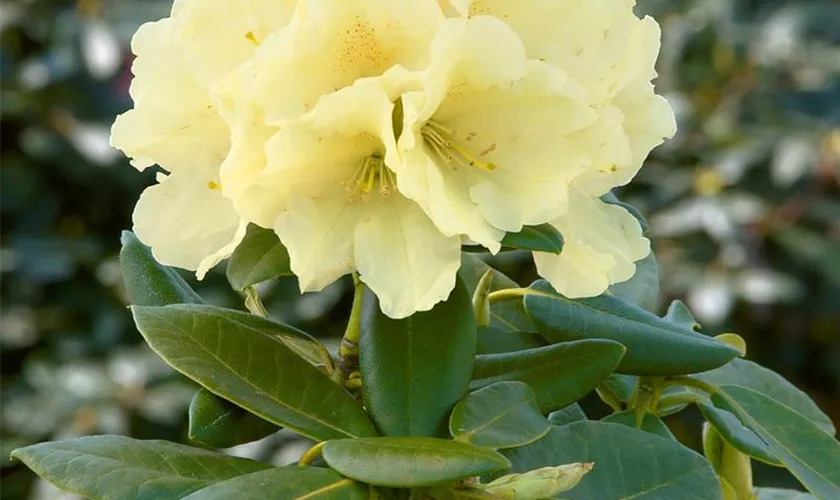 Yaku-Rhododendron 'Centennial Gold'