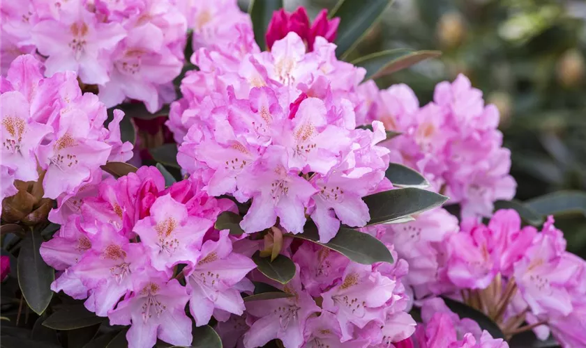 Yaku-Rhododendron 'Pink Cherub'