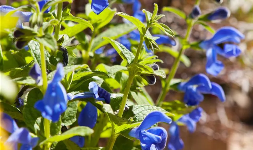 Salvia patens