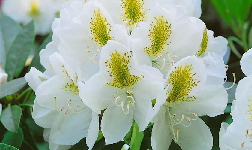 Yaku-Rhododendron 'Porzellan'