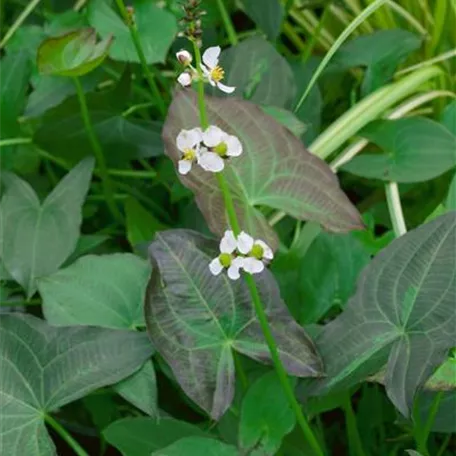 Sagittaria australis 'Benni'