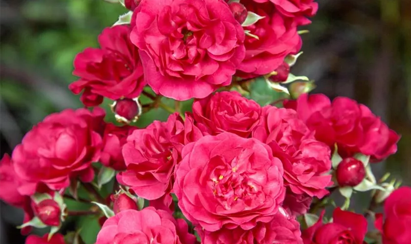 Rosa 'Gärtnerfreude'®