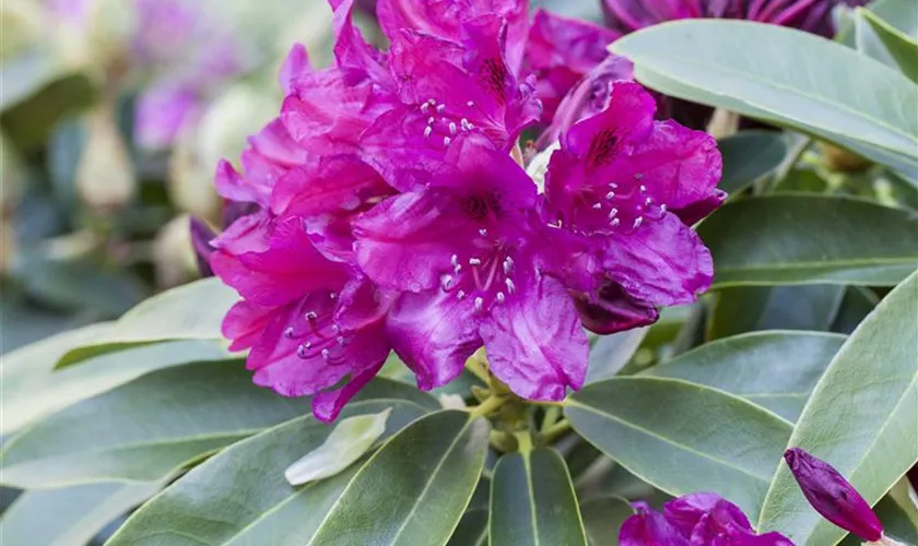 Rhododendron 'Old Port'