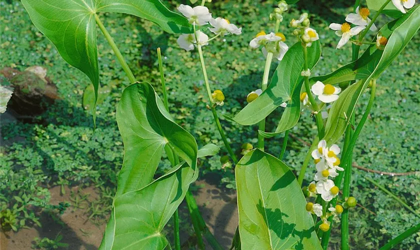 Sagittaria graminea 'Crushed Ice'