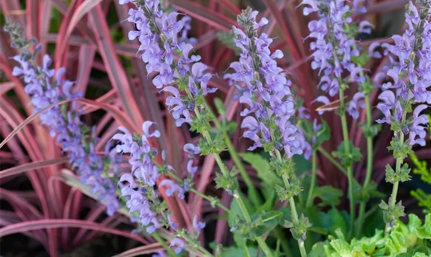 Salvia nemorosa 'Rhapsody in Blue'