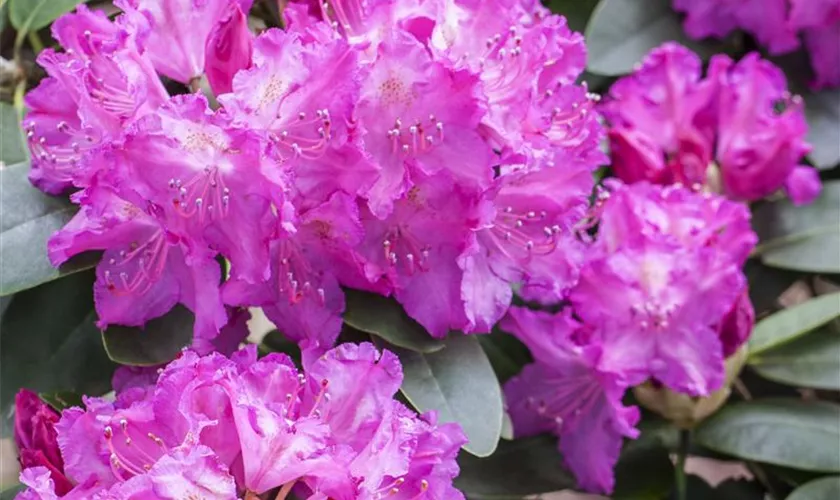 Rhododendron 'Omega'