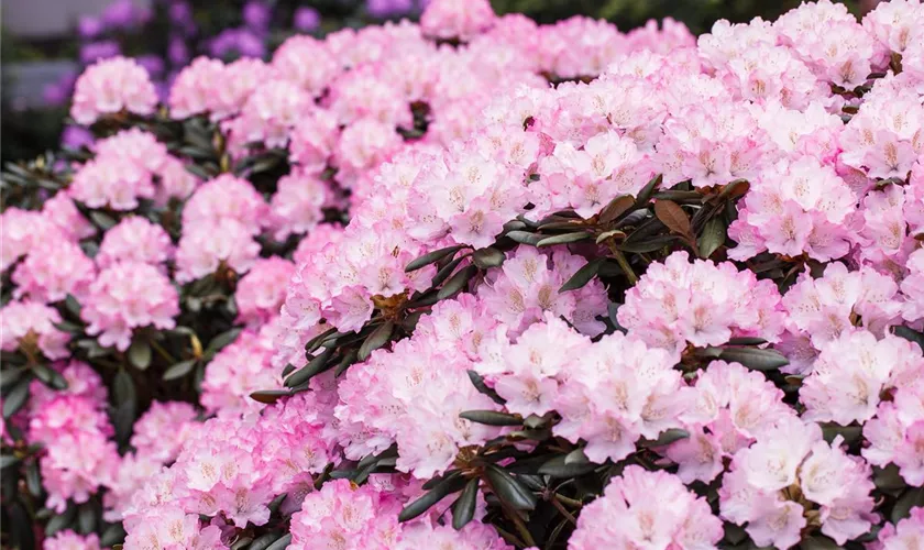 Yaku-Rhododendron 'Romantika'