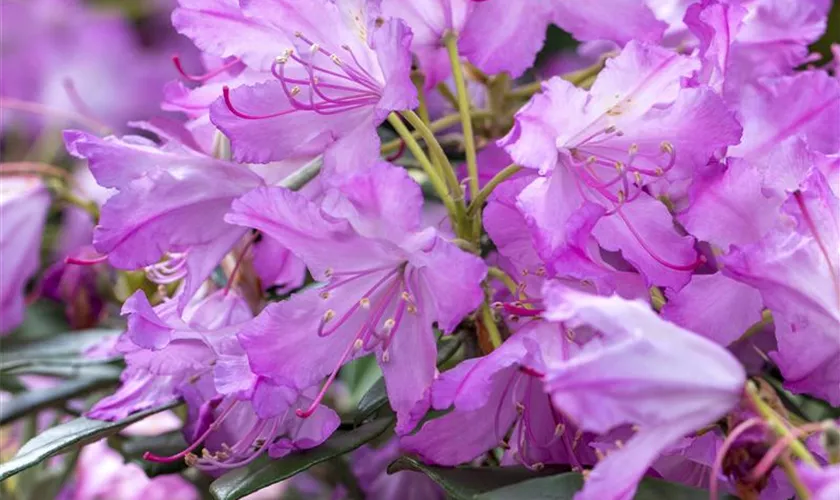 Smirnows Rhododendron