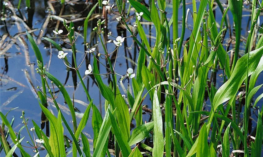 Sagittaria latifolia 'Plena'