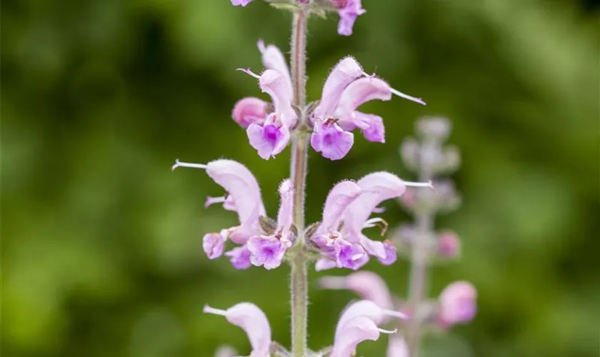 Wiesen-Salbei 'Eveline'