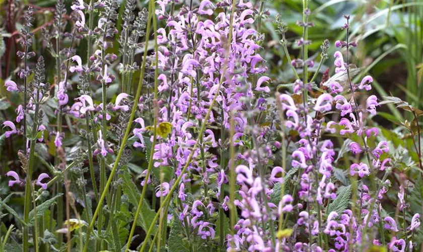 Salvia pratensis 'Rose Rhapsody'