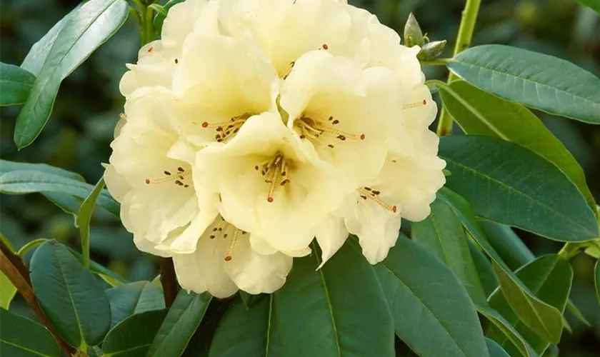 Rhododendron 'Ostergold'