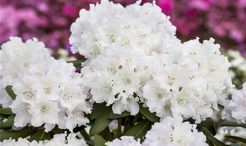 Yaku-Rhododendron 'Yaku Angel'