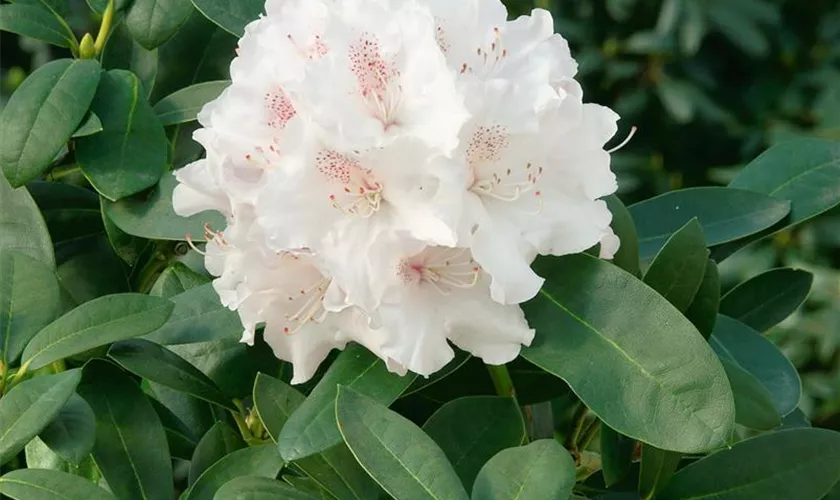 Yaku-Rhododendron 'Schneekrone'