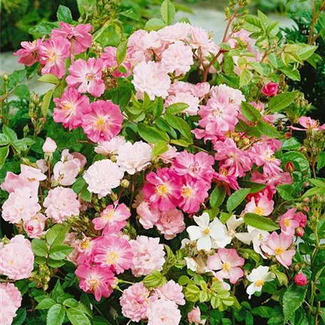 Rosa chinensis