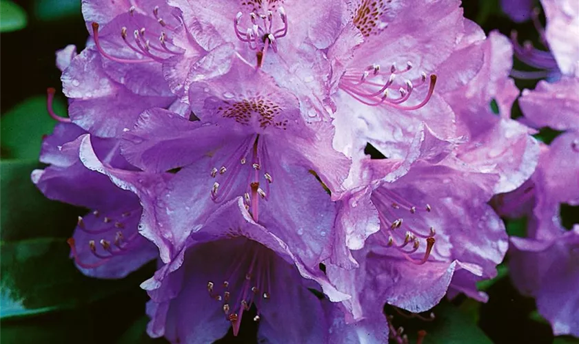 Smirnows Rhododendron 'Meltzer'