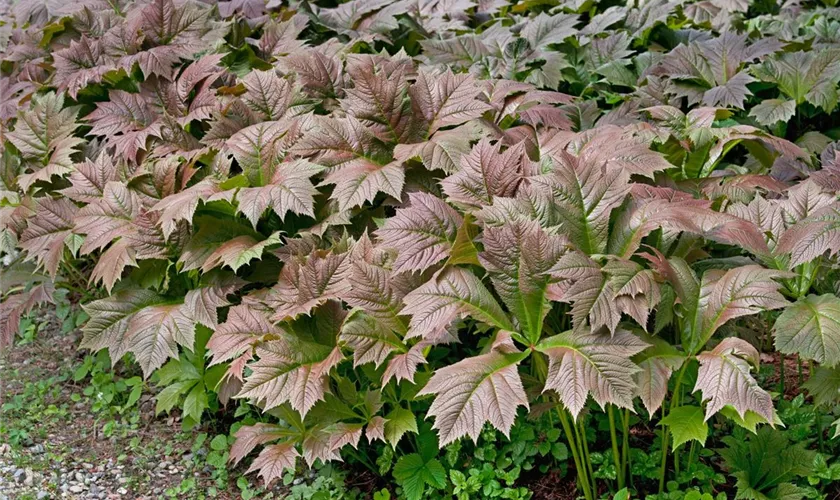 Rodgersia aesculifolia 'Werner Müller'