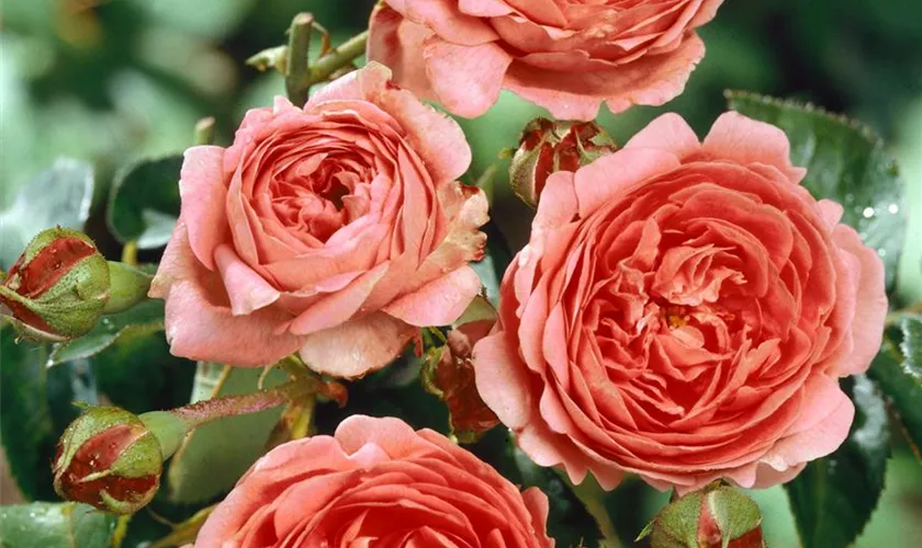 Nostalgische Rose 'Chippendale'®