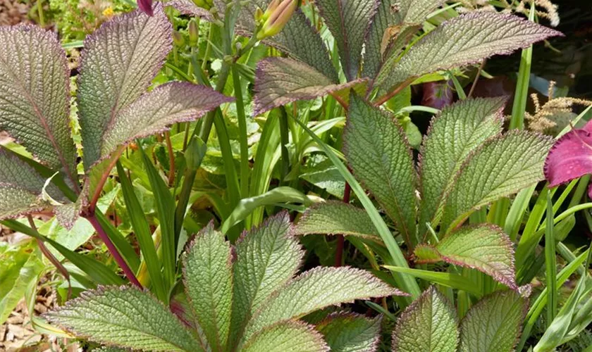 Rodgersia henrici 'Die Schöne'